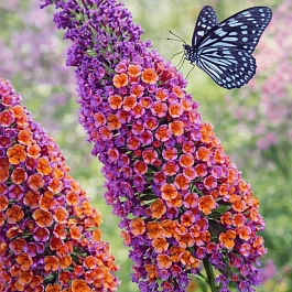 Буддлея красно-желтая Flower Power