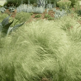 Ковыль тончайший Пушистое Облако