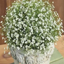 Гипсофила метельчатая White