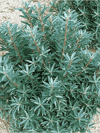 Облепиха крушиновидная Hikul