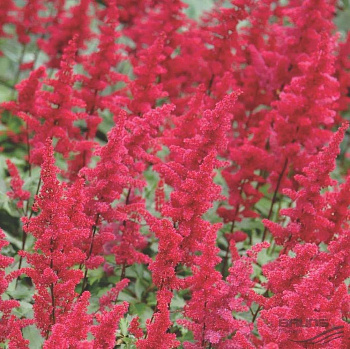 Астильба японская Дюссельдорф НАБОР 2ШТ (1+1)