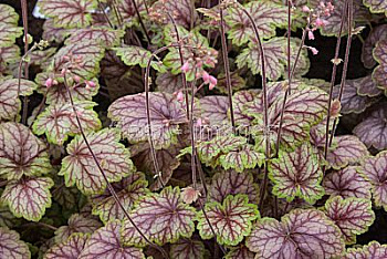 Гейхера гибридная Пикассо Гейхера гибридная Пикассо