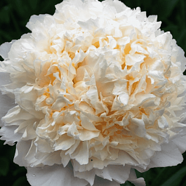 Пион Молочноцветковый Cheddar Cheese