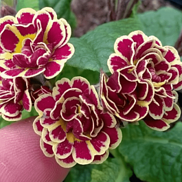 Примула Elizabeth Killalay