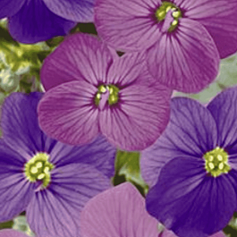 Аубриета Audrey Red Purple