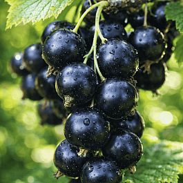 Смородина 6-14-145 ( ЗКС)