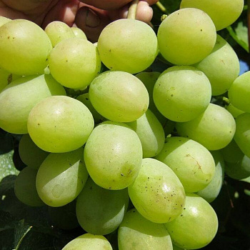 Виноград плодовый Алекса