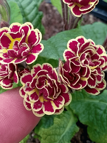 Примула Elizabeth Killalay