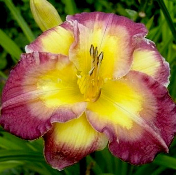 Лилейник гибридный Чиз энд Вайн