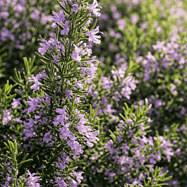 Розмарин лекарственный Majorca Pink