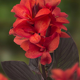 Канна карликовая Хэппи Джулия