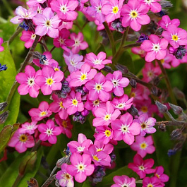 Незабудка лесная Пинк