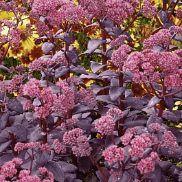 Очиток  telephium Cherry Truffle