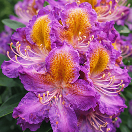 Рододендрон гибридный Magic Eye