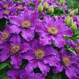 Клематис гибридный Ashva