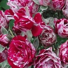 Роза спрей Arrow Folies