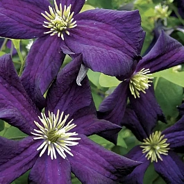 Клематис Romantika