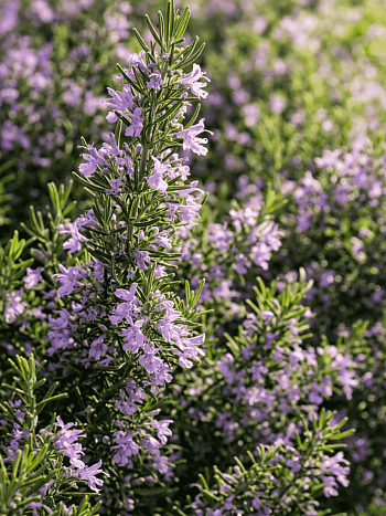 Розмарин лекарственный Majorca Pink