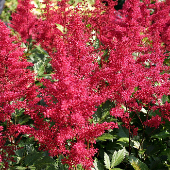 Астильба Арендса Биг Бэнд НАБОР 2ШТ (1+1)