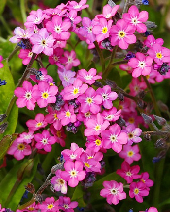 Незабудка лесная Пинк