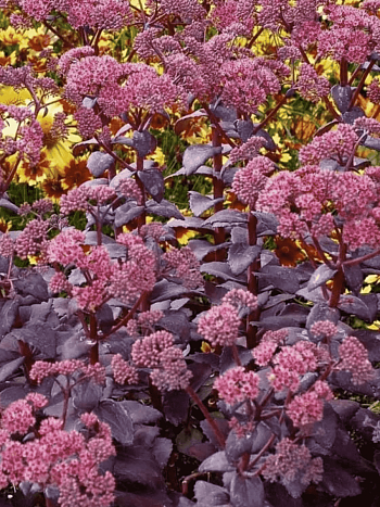 Очиток  telephium Cherry Truffle