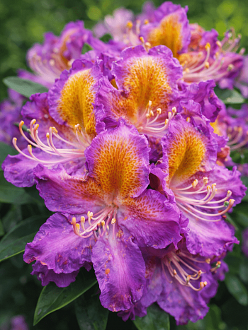 Рододендрон гибридный Magic Eye