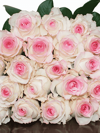 Роза чайно-гибридная Mandala