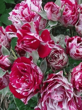 Роза спрей Arrow Folies