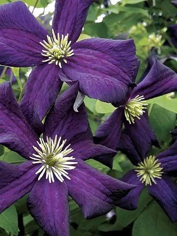 Клематис Romantika