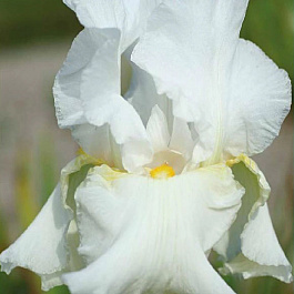 Ирис бородатый Глоуинг Серафин