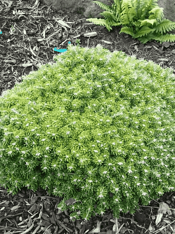 Пихта корейская Silberkugel