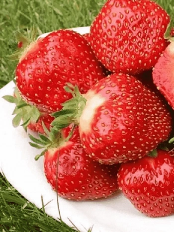 Земляника садовая Кент