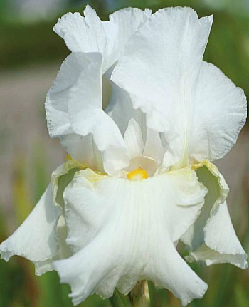 Ирис бородатый Глоуинг Серафин Ирис бородатый Глоуинг Серафин