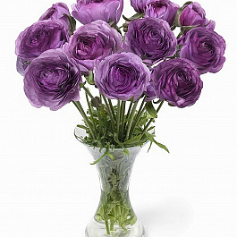 Лютик гибридный Романс Коттен