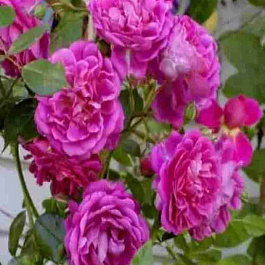 Роза плетистая Milena