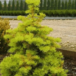 Пихта одноцветная Wintergold