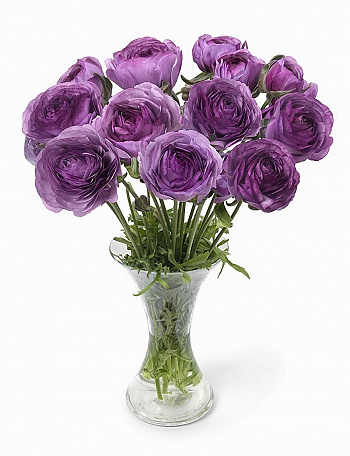 Лютик гибридный Романс Коттен Лютик гибридный Романс Коттен