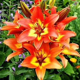 Лилия азиатская Линда