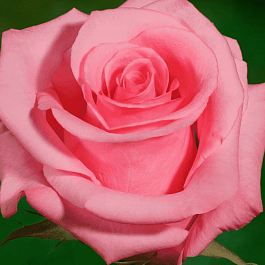 Роза чайно-гибридная OPALA