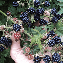 Ежевика садовая Орегон Торнлесс