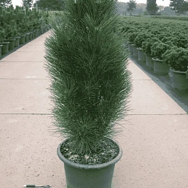 Сосна чёрная Green Tower