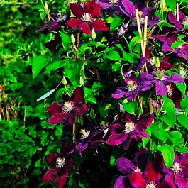 Клематис Julka