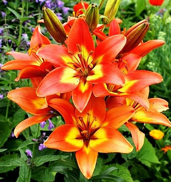 Лилия азиатская Линда