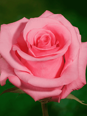 Роза чайно-гибридная OPALA