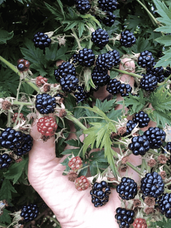 Ежевика садовая Орегон Торнлесс