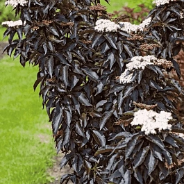 Бузина черная  Black Tower