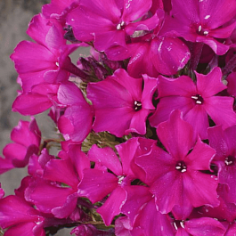 Флокс метельчатый Тарас Шевченко