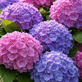 Гортензия крупнолистная Bodensee