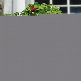 Малина карликовые сорта Руби Бьюти