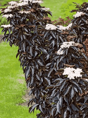 Бузина черная  Black Tower